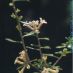 Detall flors