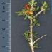 Detall fruits