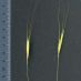 Detall glumes