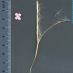 Detall flor - fruit
