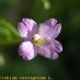 Flor