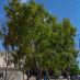 Imatge al Campus