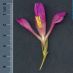 Detall flor