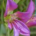 Flor