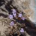 Flors