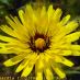 Flor