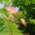 Inflorescence