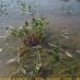 Imagen en el campo