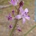 Flor