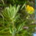 Flor