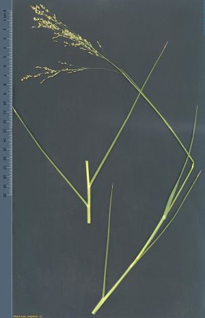 Especie