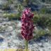 Inflorescencia
