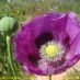 Flor