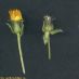 Inflorescencia