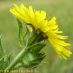 Flor