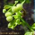 Fruto