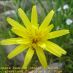Flor 2