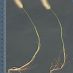 Inflorescencia