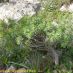 Imagen en el campo 2