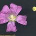 Detall flor - fruit