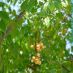 Fruto