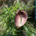 Imagen en el campo