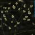 Inflorescencia