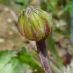 Fruto