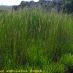 Imagen en el campo