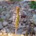 Inflorescencia