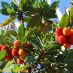 Fruto