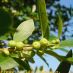 Fruto