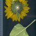 Involucro