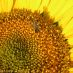 Detalle inflorescencia