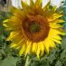 Inflorescencia