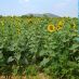 Imagen en el campo