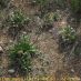 Imagen en el campo