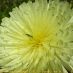Detalle flor