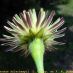 Flor
