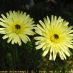 Flor 2