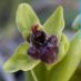 Detalle flor