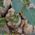 Fruto