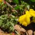 Flors