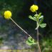 Flor