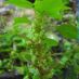 Inflorescencias
