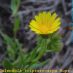 Flor