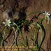 Imagen en el campo 2