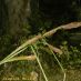 Inflorescencia