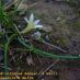 Imagen en el campo 1