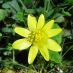 Flor